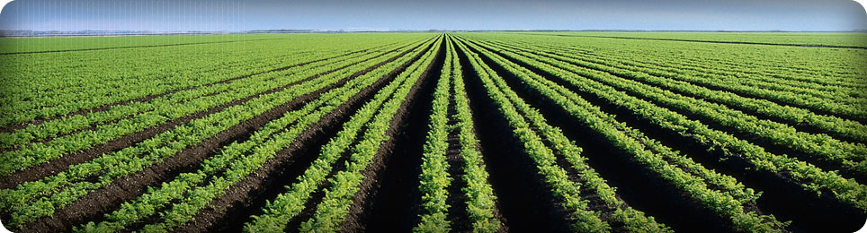 Agricultural Spares for Soil Preparation